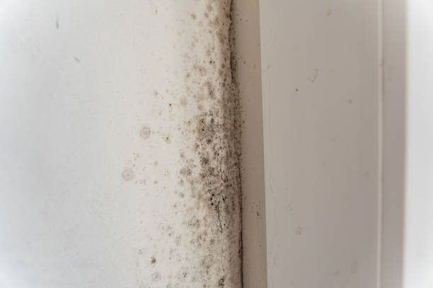 Best Biohazard Mold Removal  in Orange City, IA